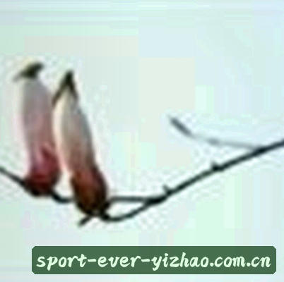 吴子轩